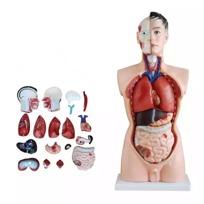 Medical Science Teaching 85cm Human Torso Model PVC Plastic Detachable Anatomy Demonstration Model