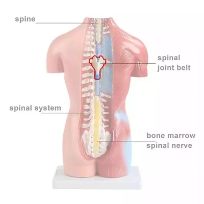 Medical Science Teaching 85cm Human Torso Model PVC Plastic Detachable Anatomy Demonstration Model