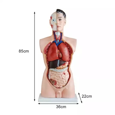 Medical Science Teaching 85cm Human Torso Model PVC Plastic Detachable Anatomy Demonstration Model